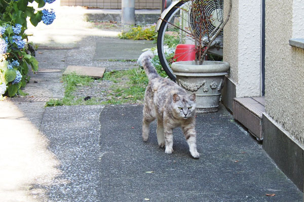 銀　奥から来る２