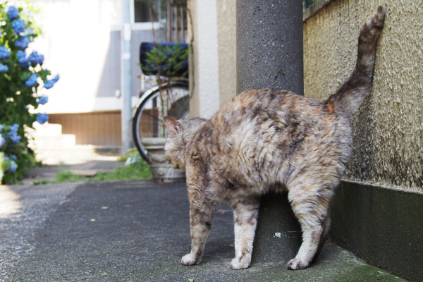 電柱にスリスリ　銀