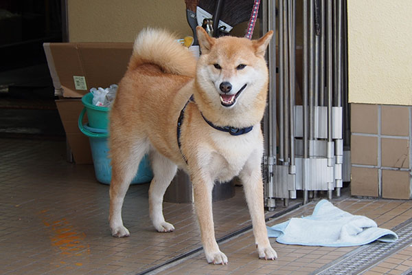 わんこさん　シュッとした顔