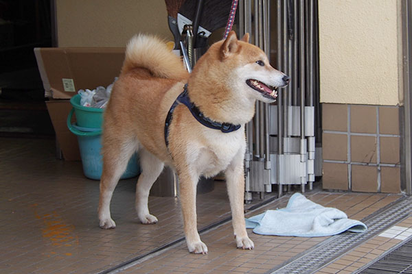 知り合いかな　わんこさん