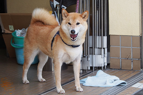 お口空けて　わんこさん