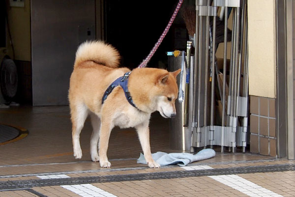 気を許した　わんこさん