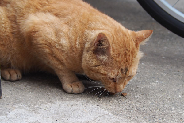 食べる　ジン