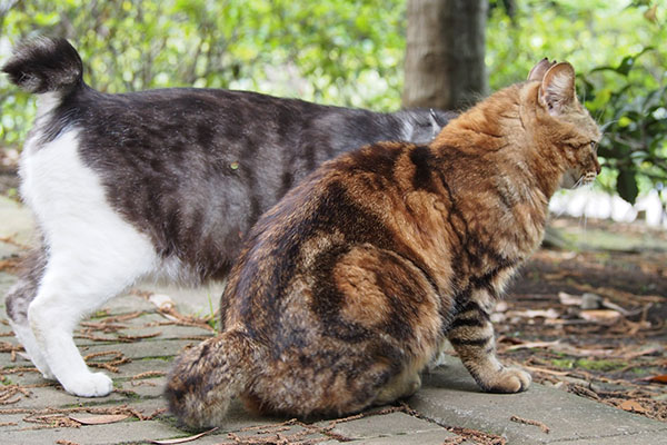 寄り添うクラタンとタンタル