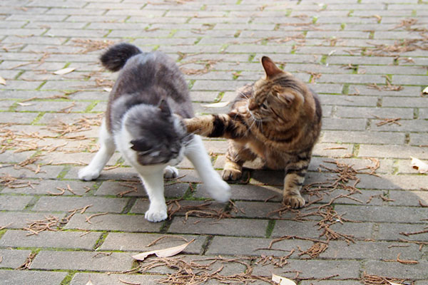 猫パンチをお見舞いするクラタン姉さん