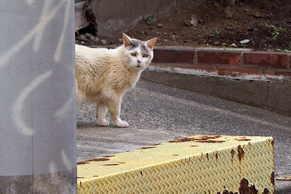 こちらを確認ジュリ