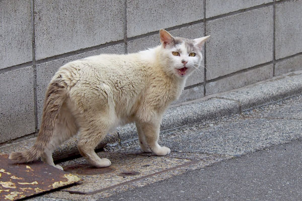 更にニャーー言うジュリ