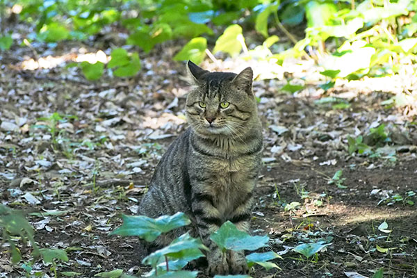 座って様子を伺うトッキー