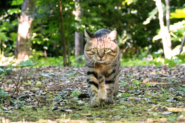 来てみるトッキー