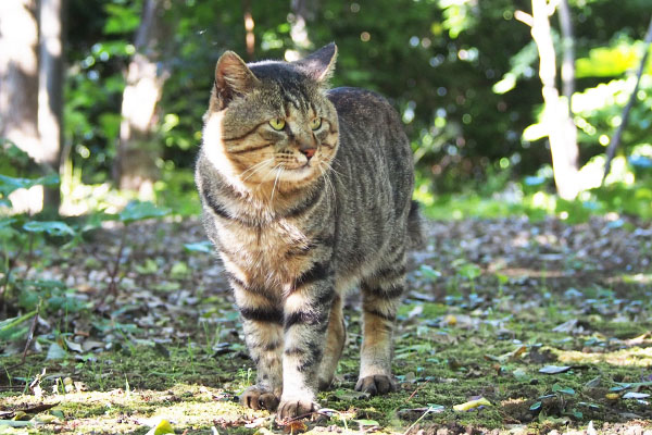 決めポーズのトッキー