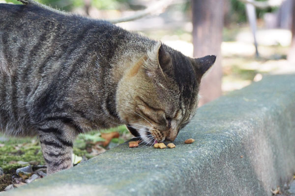 食べている　トッキー