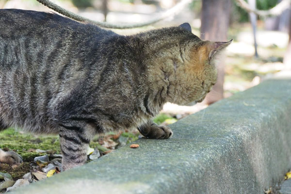 一粒残って　横を見るトッキー