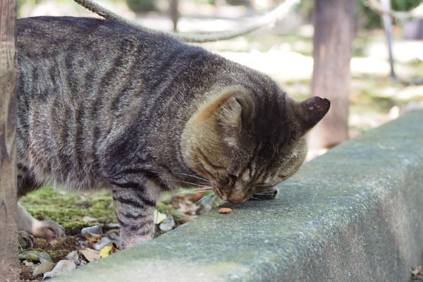 一粒発見食べるトッキー