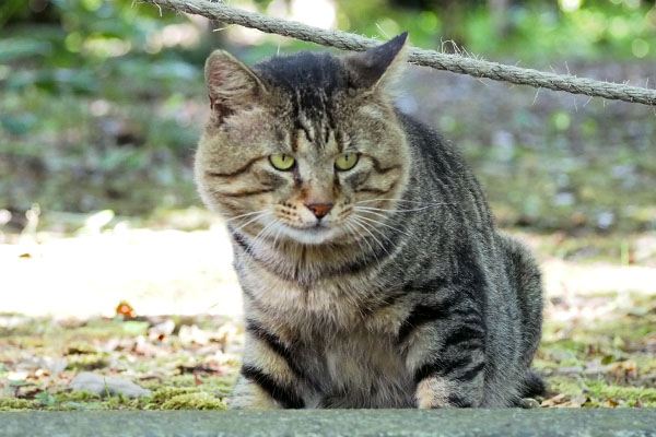 丸い大きなお顔　トッキー