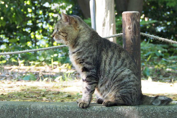 遠くばかり見るトッキー