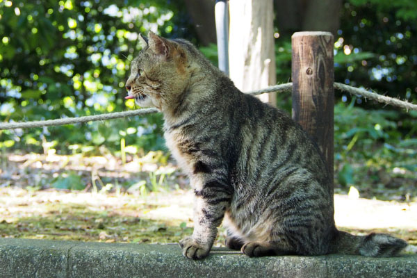 舌が出たトッキー