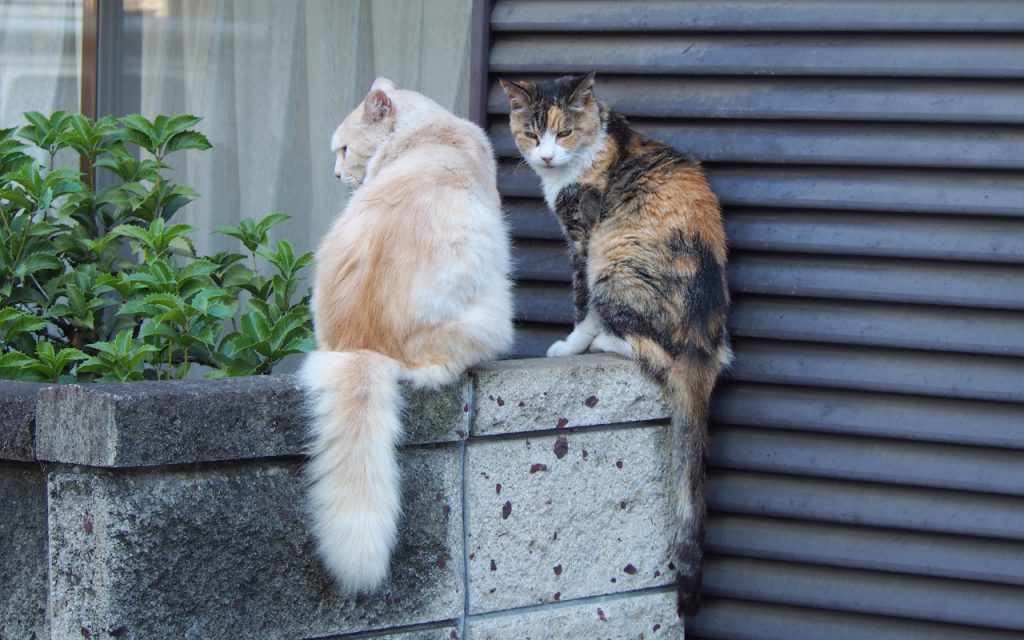 back view of otowa and nariko