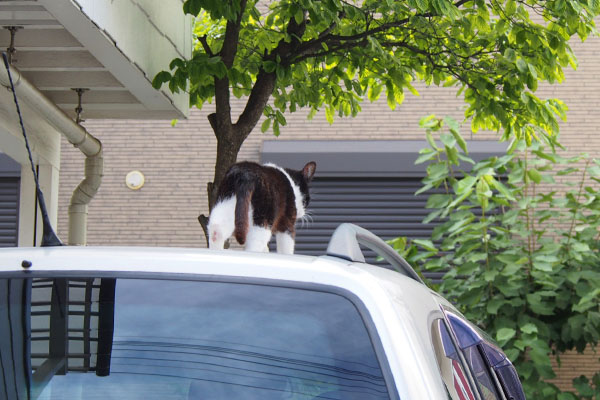 コテ　車から降りるとこ