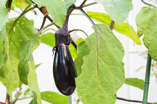 eggplant