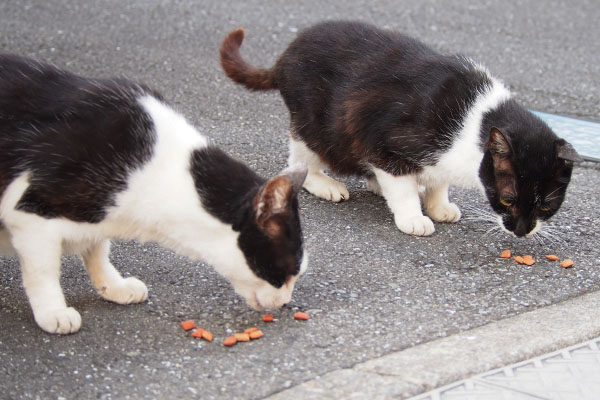 食べる　コテとテルマ