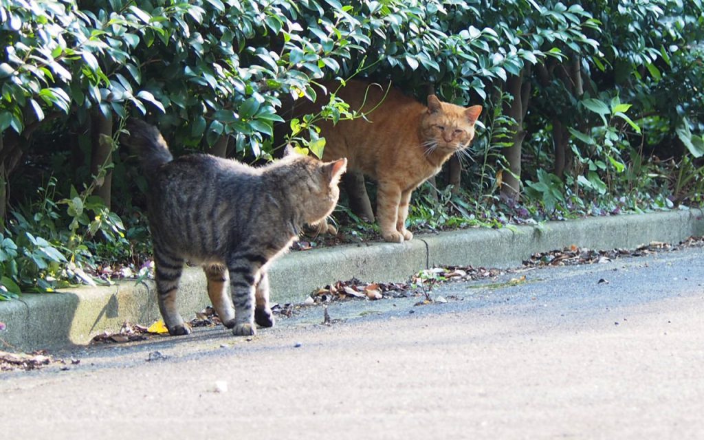 トッキーコルレに確認中