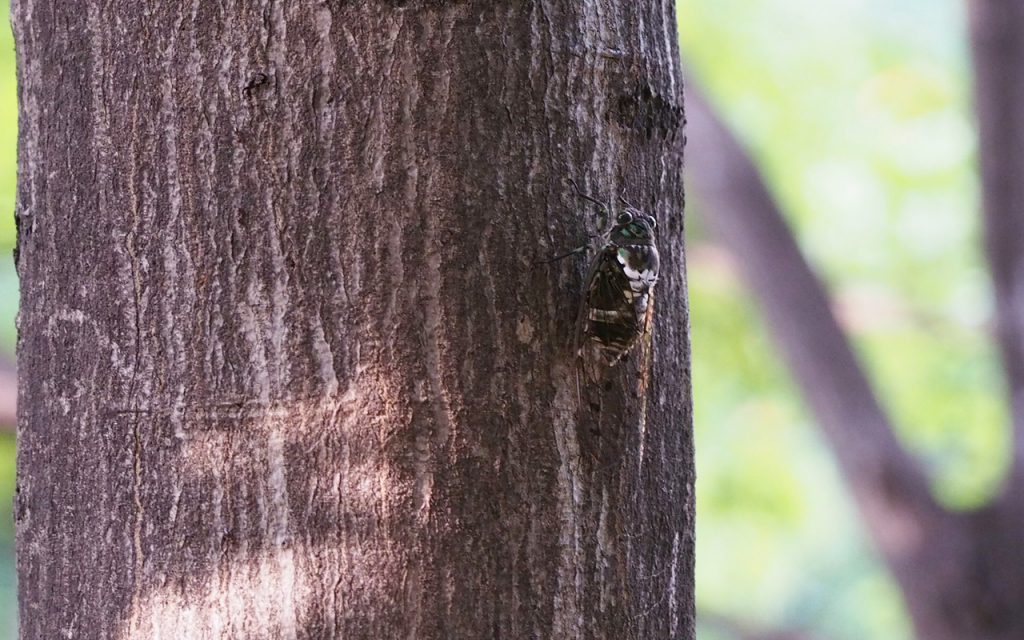 cicada slant view