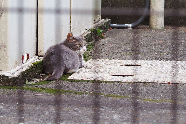 にゃんこみっけ　レックス