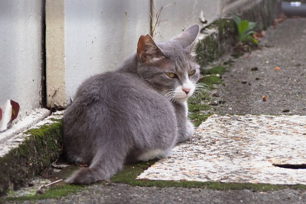 知らんヒトにゃレックス