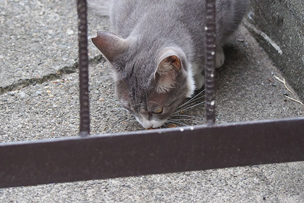 オヤツを食べるレックス