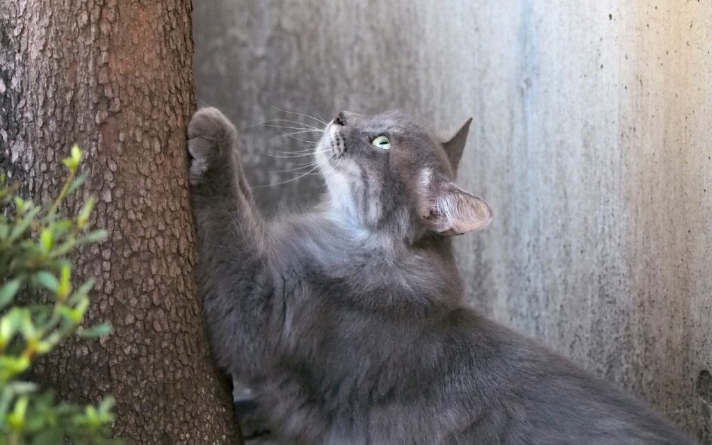 mafu watching top of tree