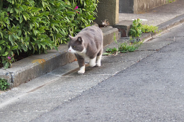 オットが出て来た