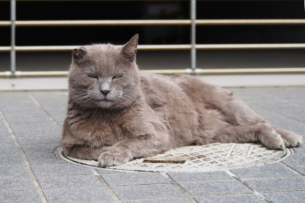 ロシグレ　猫転送満足