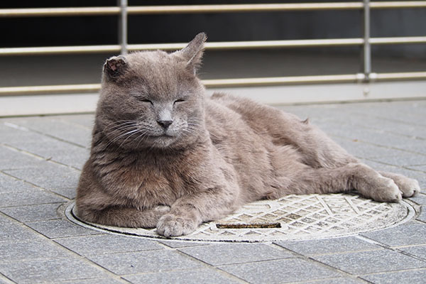 ロシグレ　猫転送１