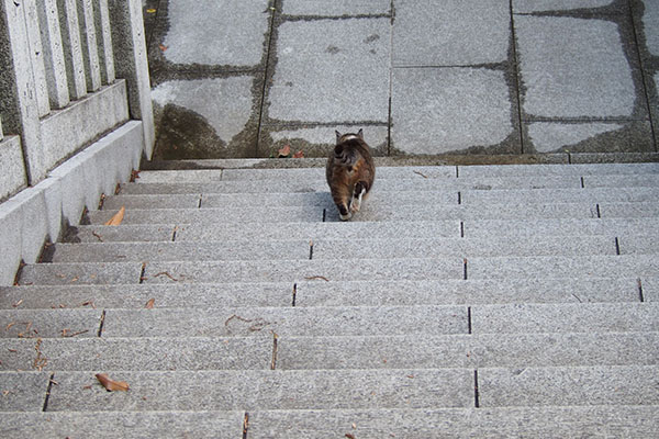 振り向かず先導する　雫