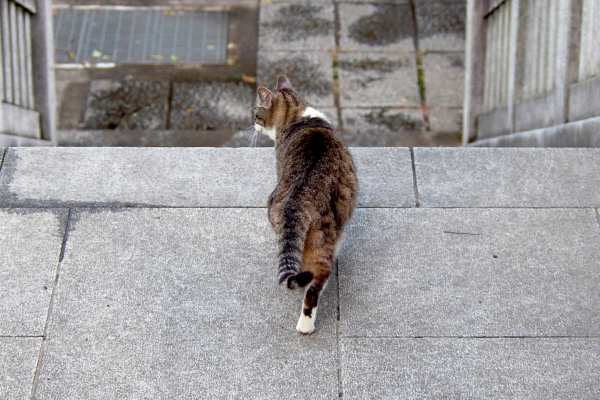 まだあるにゃ　踊り場の雫