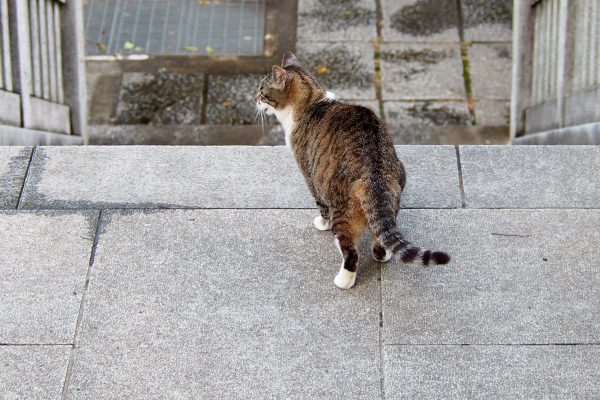 雄叫び　雫