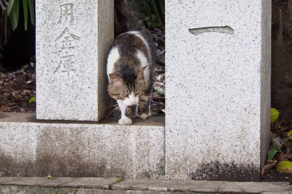 雫を見ているレオ太