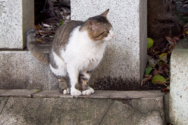 鳴く事もせず待つレオ太