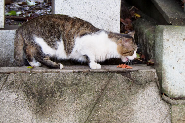 食べるレオ太