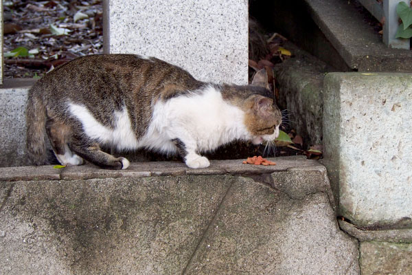 食べるレオ太２