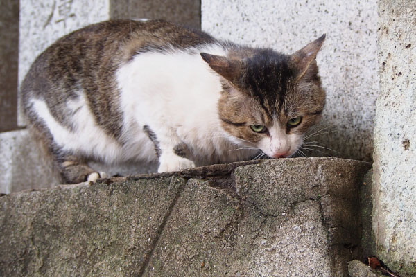 食べ終わるとこ　レオ太