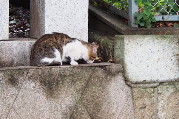 きにしないレオ太