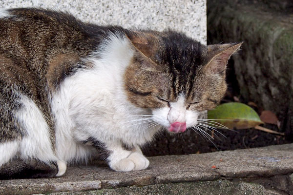 レオ太　ちゅーる食べた後のぺろん