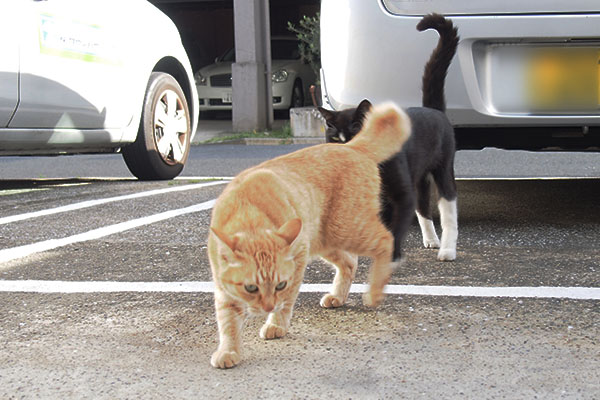 追いかけるほの　ソラちゃん