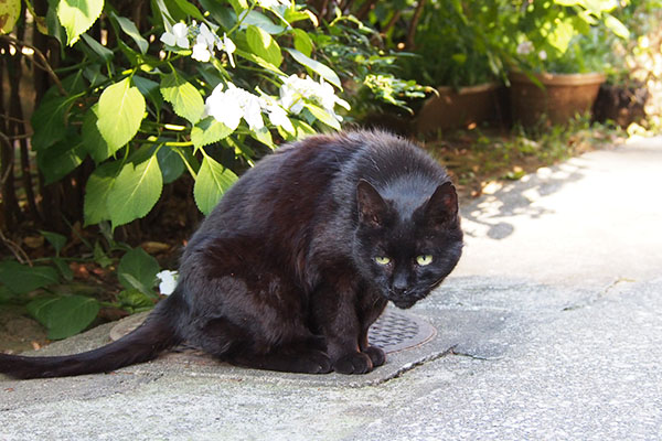 変な目で見てるアカシ