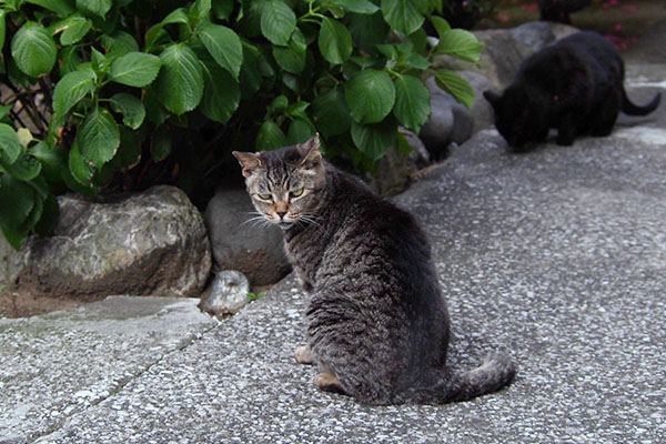 振り向くタビッツ奥にアカシ