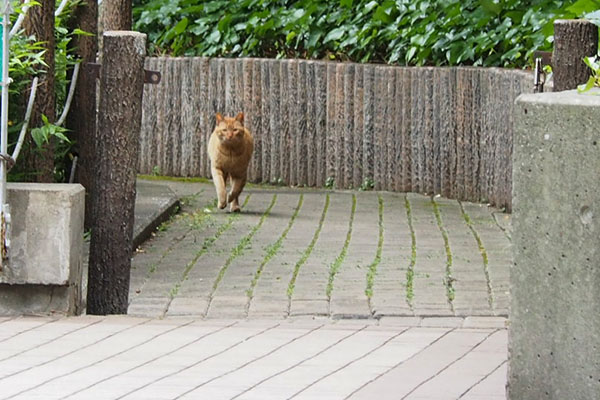 跳ねる猫　アン遠