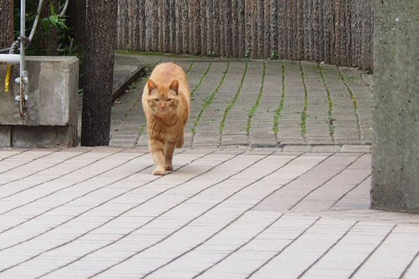 見つめながら来る　アン