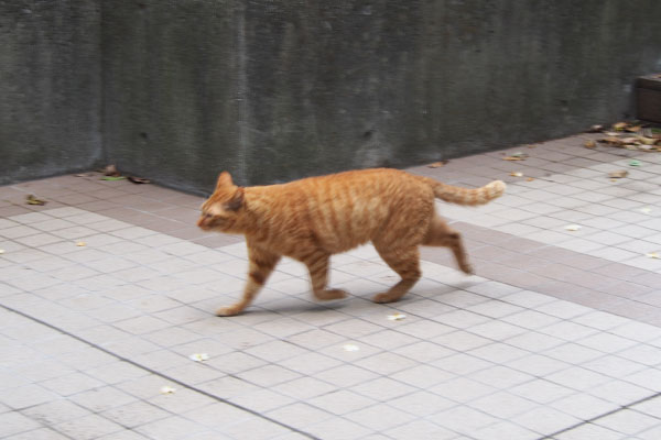 歩くアン　横から