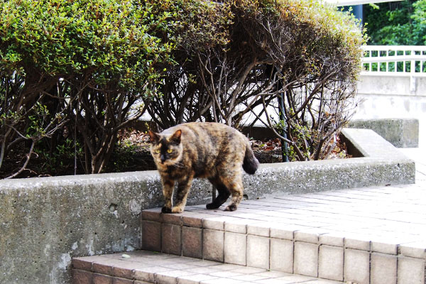 背後からもうひとり　ラコ